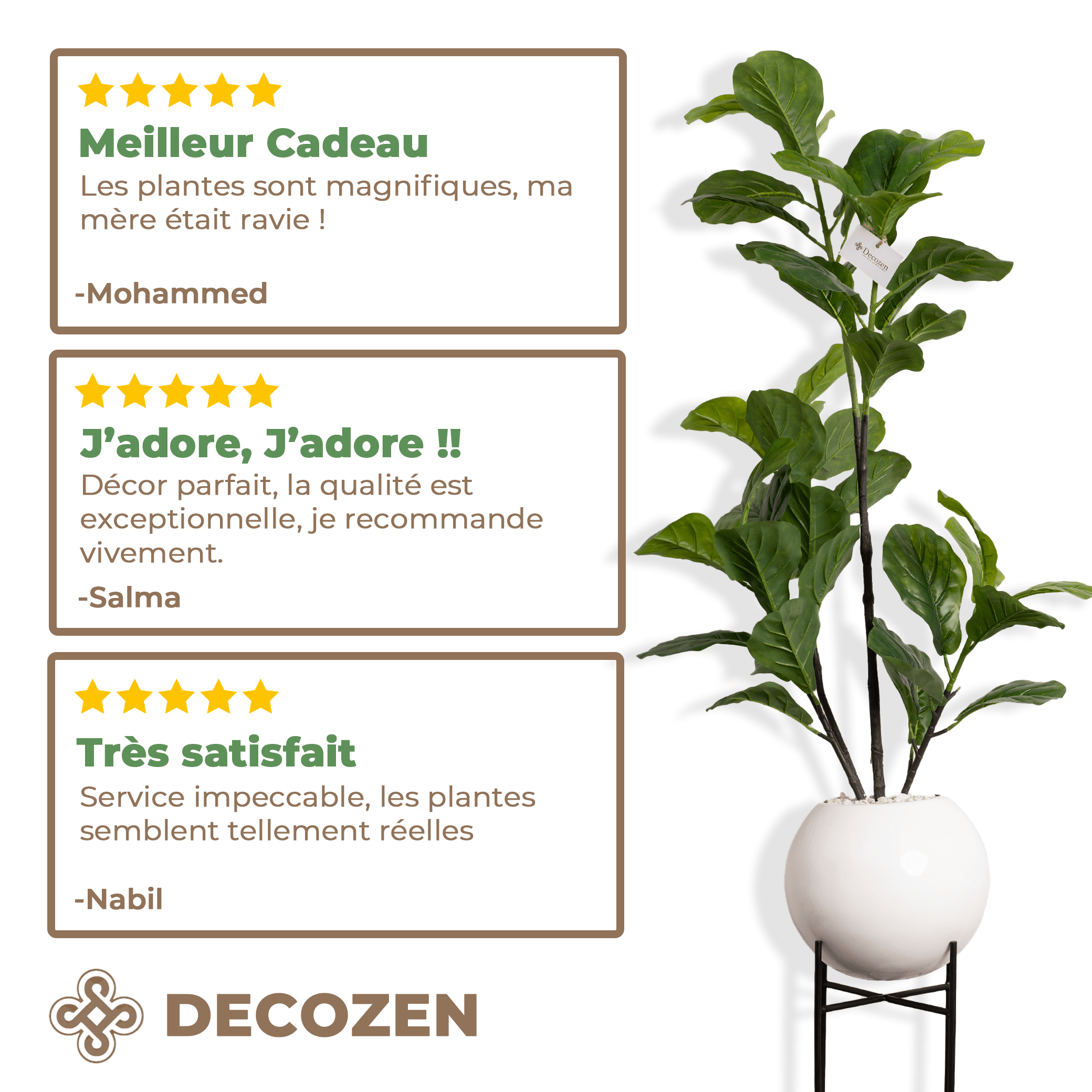 Ficus Lyrata Élégance