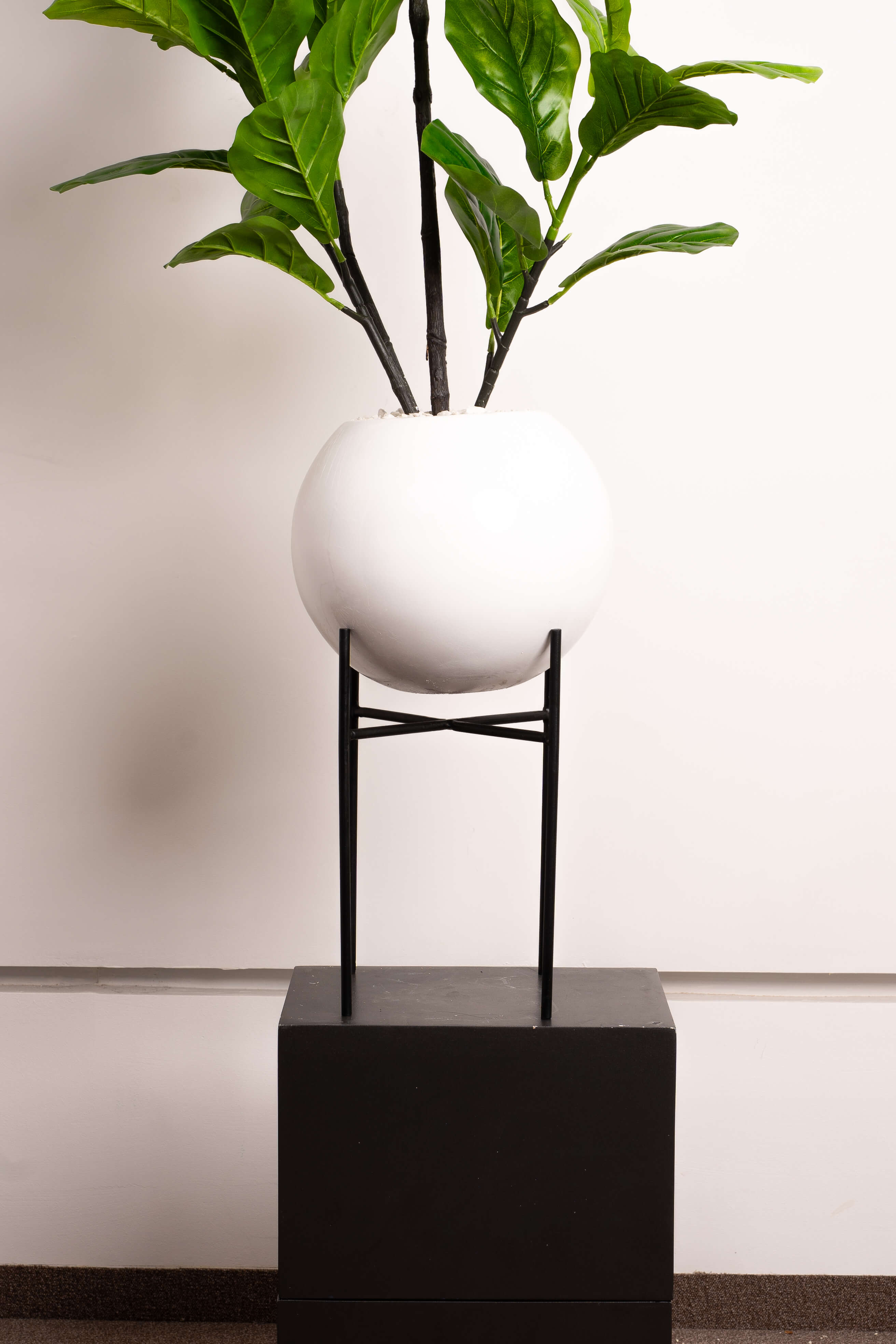 Ficus Lyrata Élégance