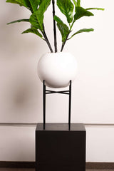 Ficus Lyrata Élégance