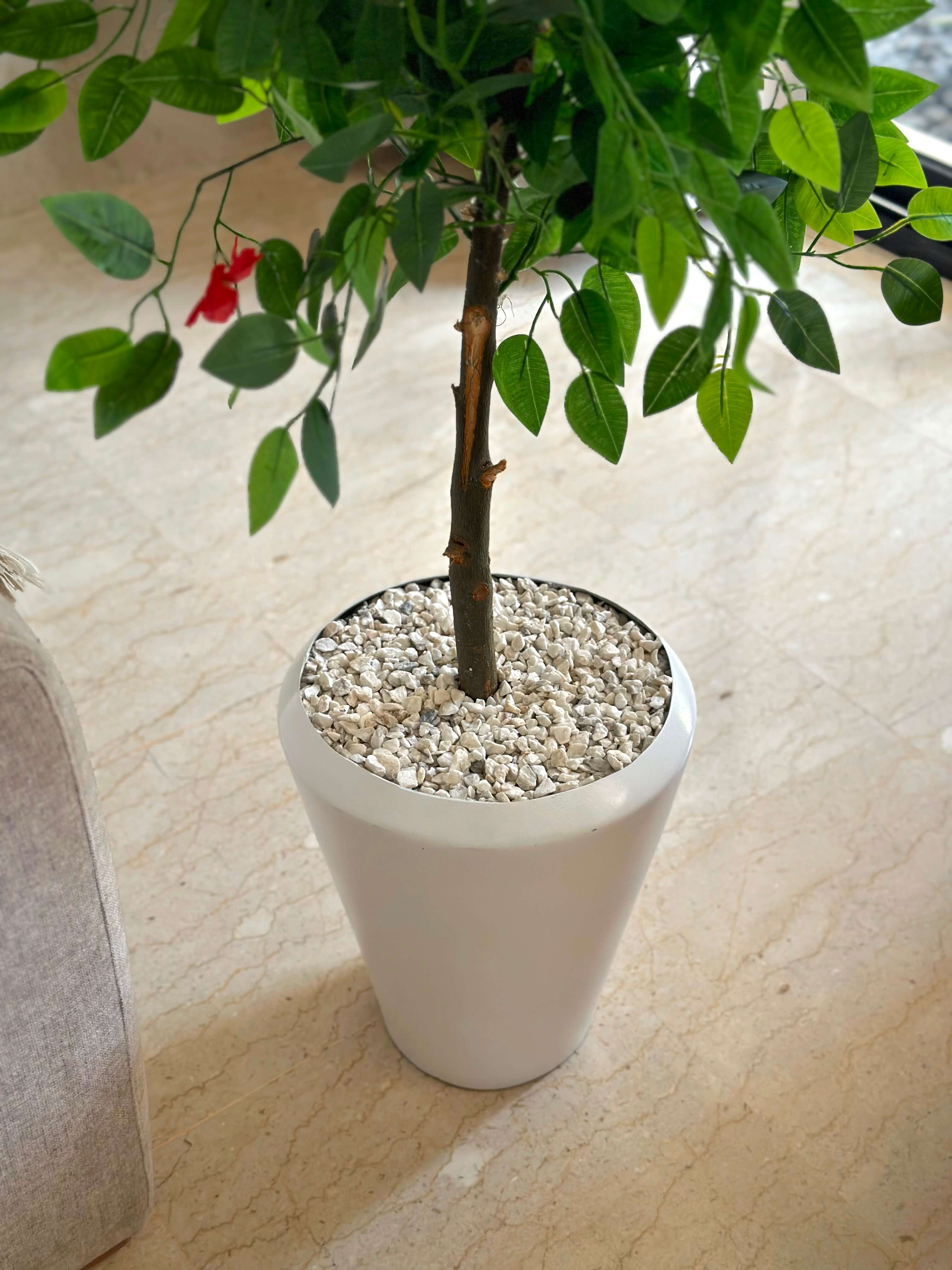Ficus