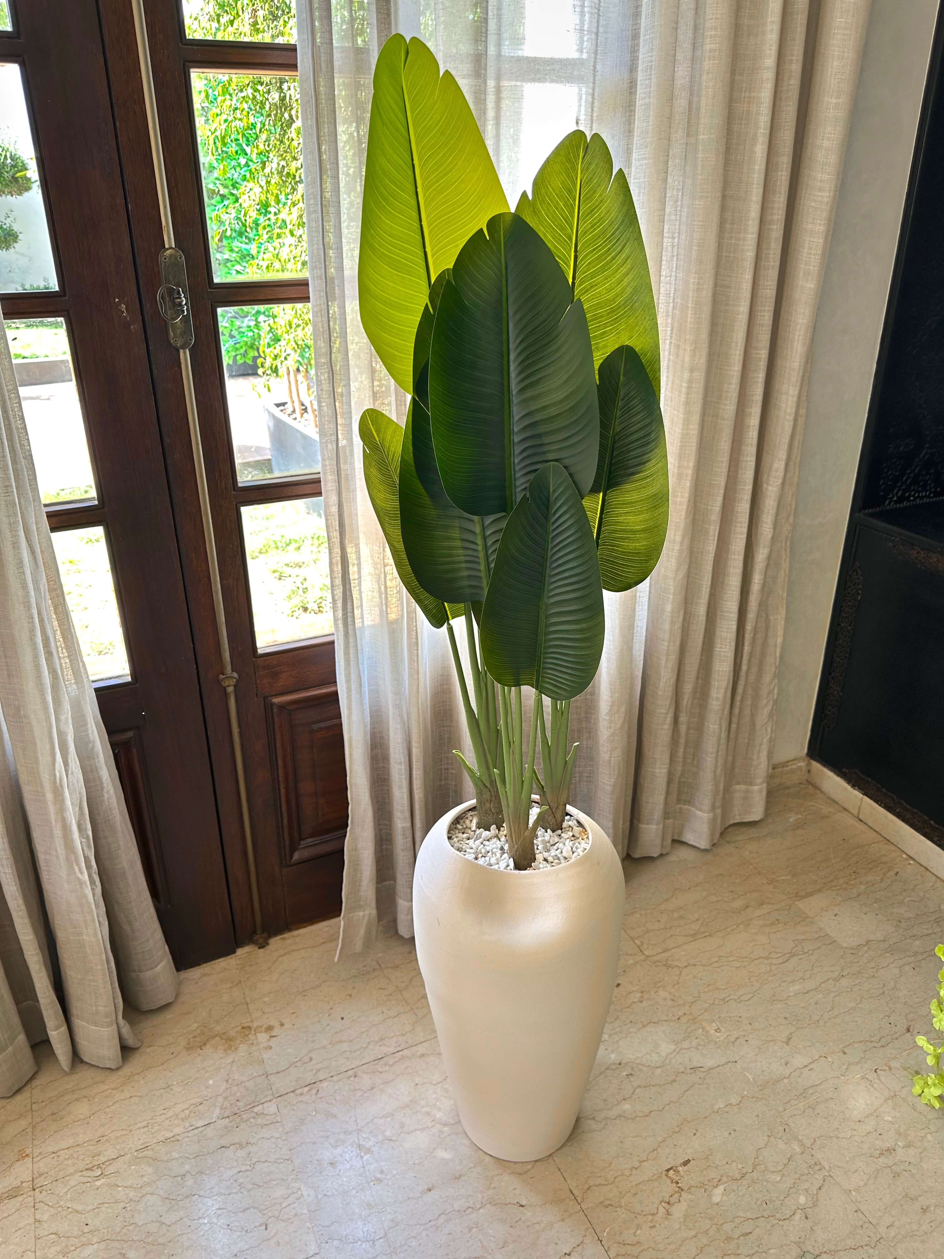 White Bird of Paradise