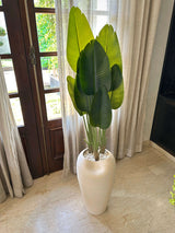 White Bird of Paradise