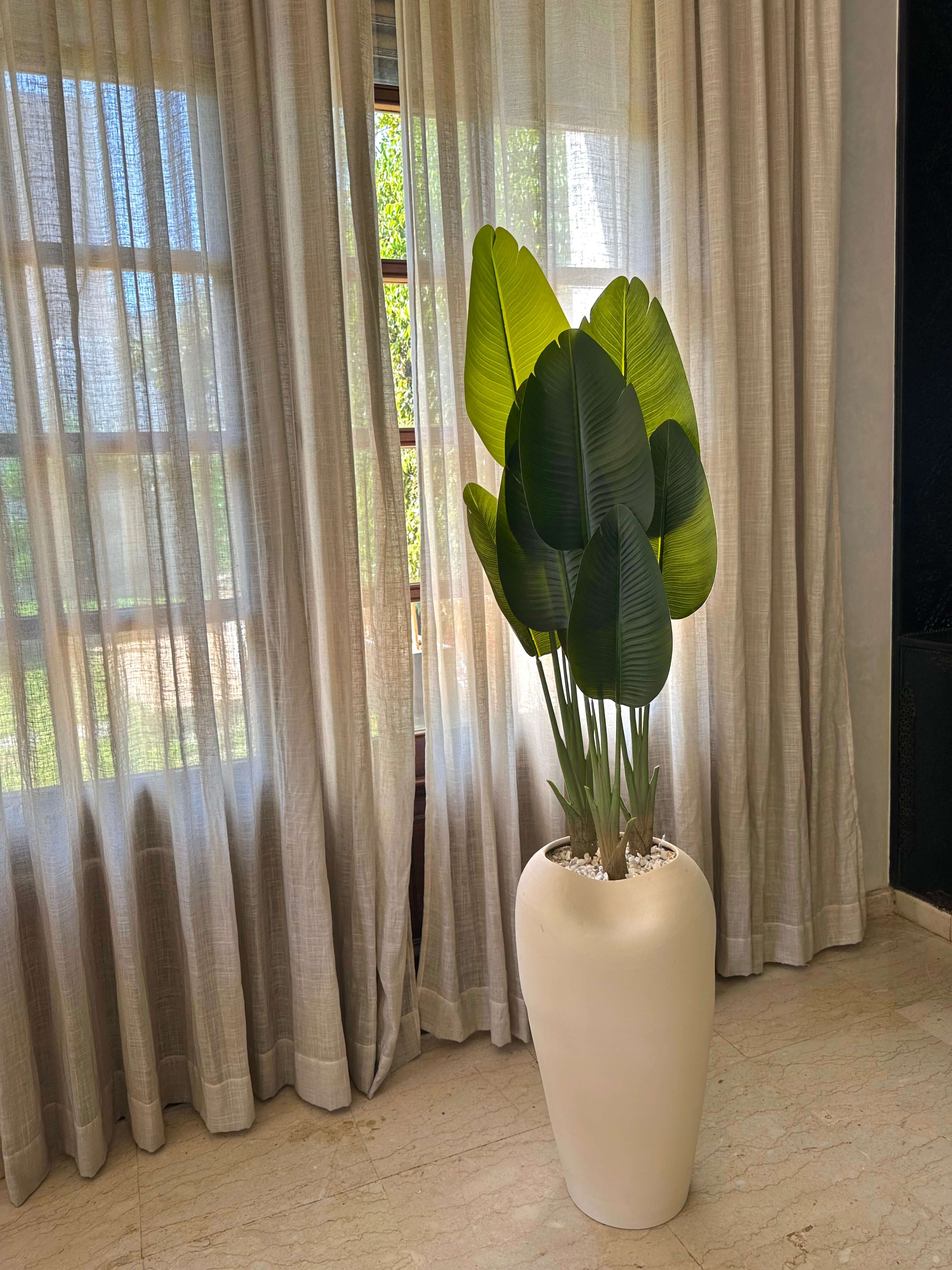 White Bird of Paradise