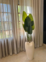 White Bird of Paradise