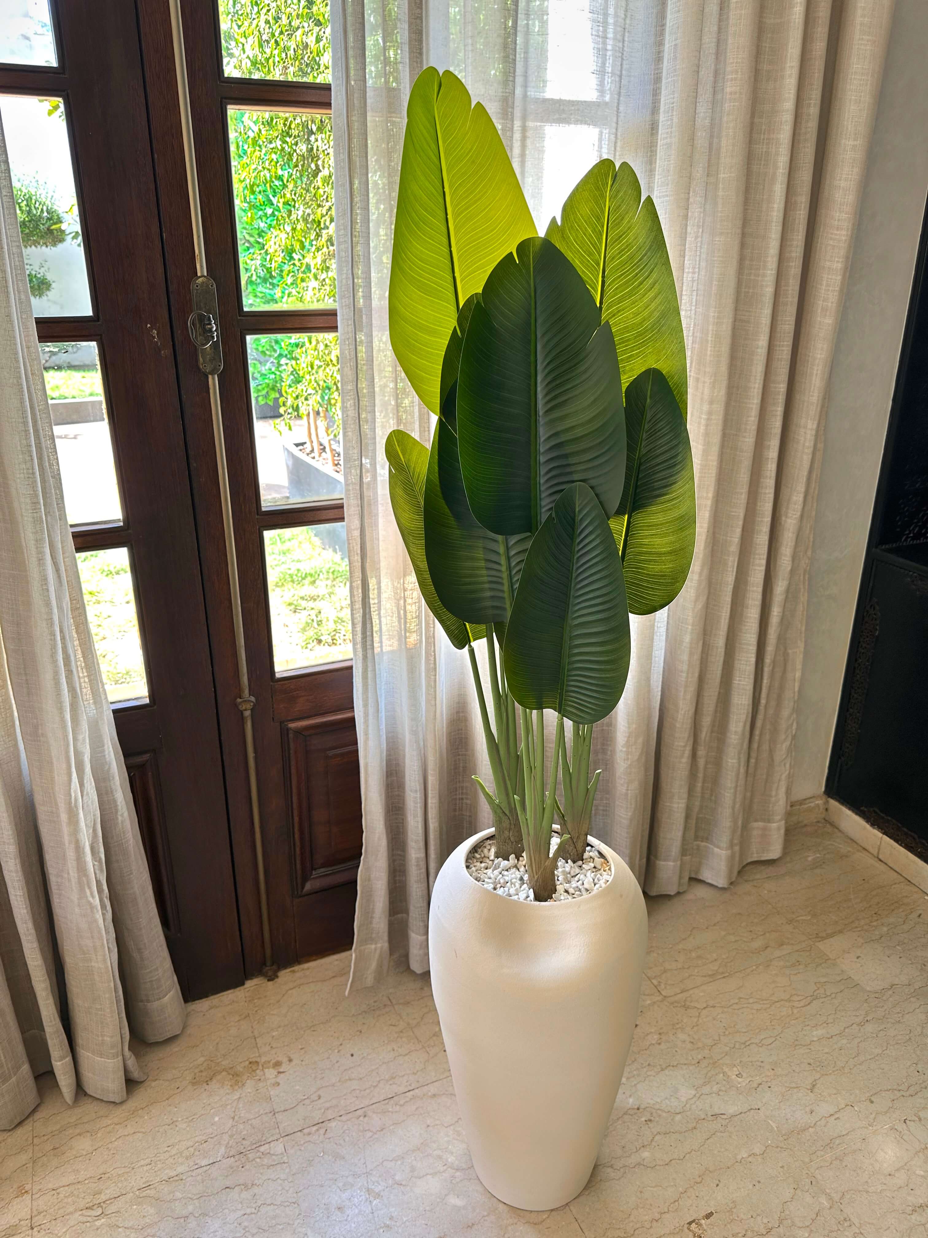 White Bird of Paradise