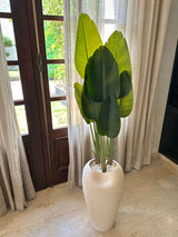 White Bird of Paradise