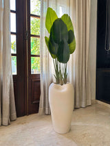 White Bird of Paradise