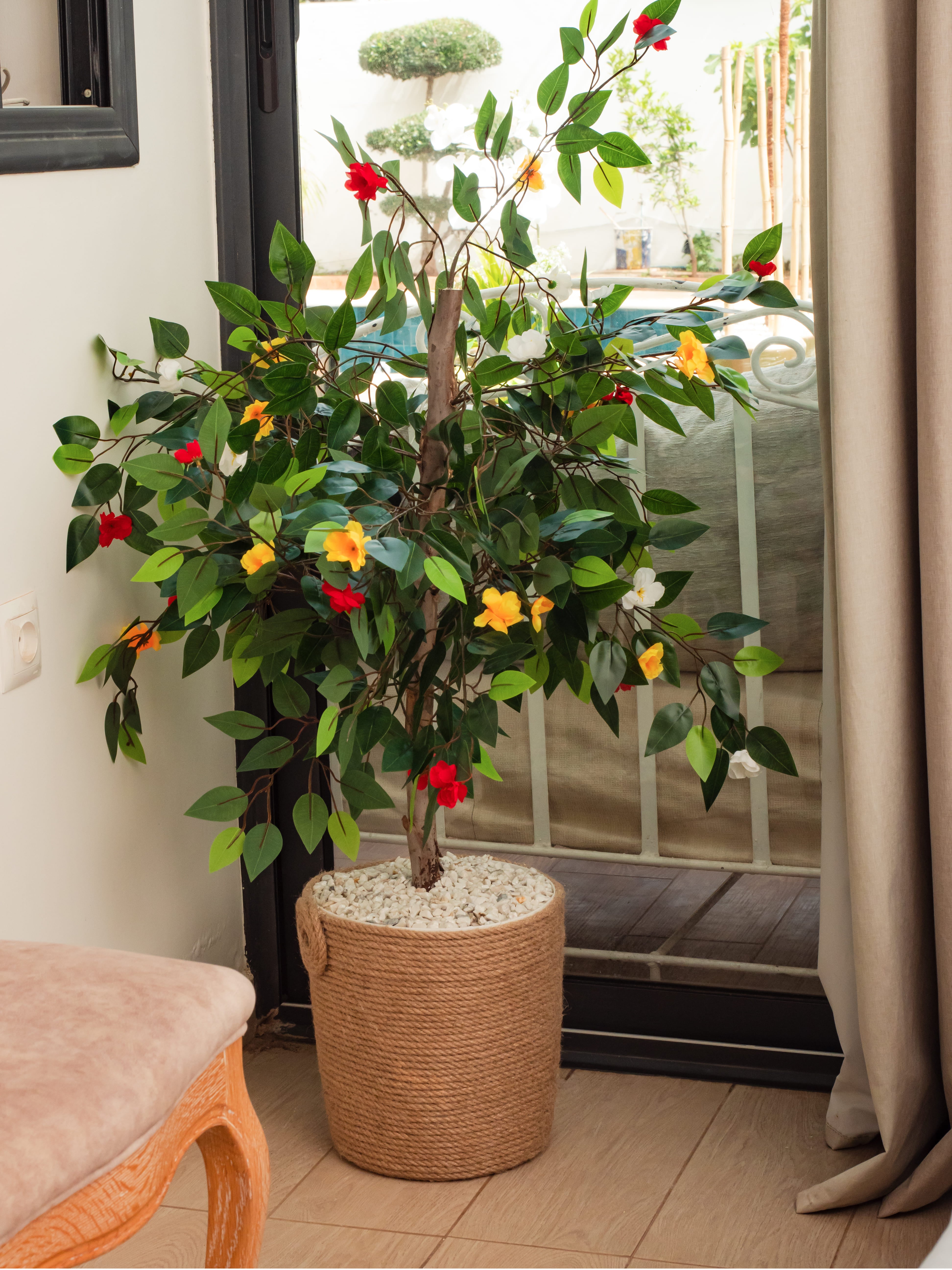 Bijou Ficus