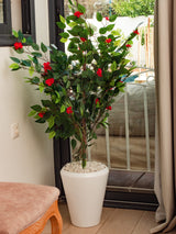 Ficus