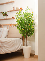 Ficus