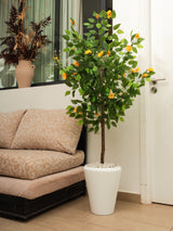 Ficus