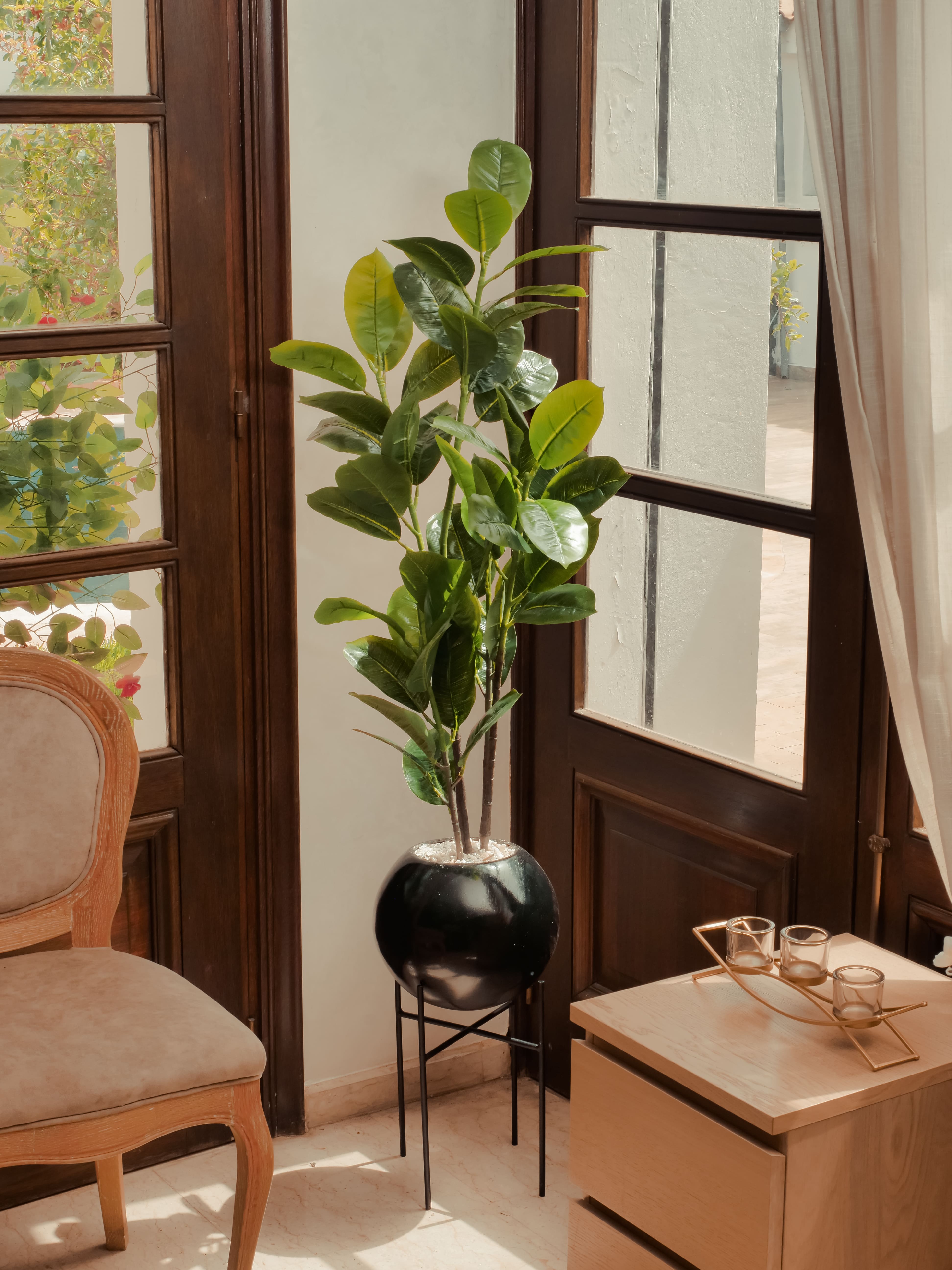 Avocatier Élégance