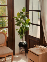 Avocatier Élégance