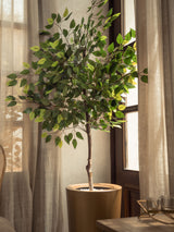 Ficus Soleil Doré