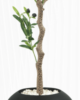 Olivier Déco Méditerranée