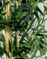 Bambou Élégance Zen