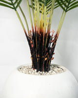 Palmier Élégance Zen 🌿✨