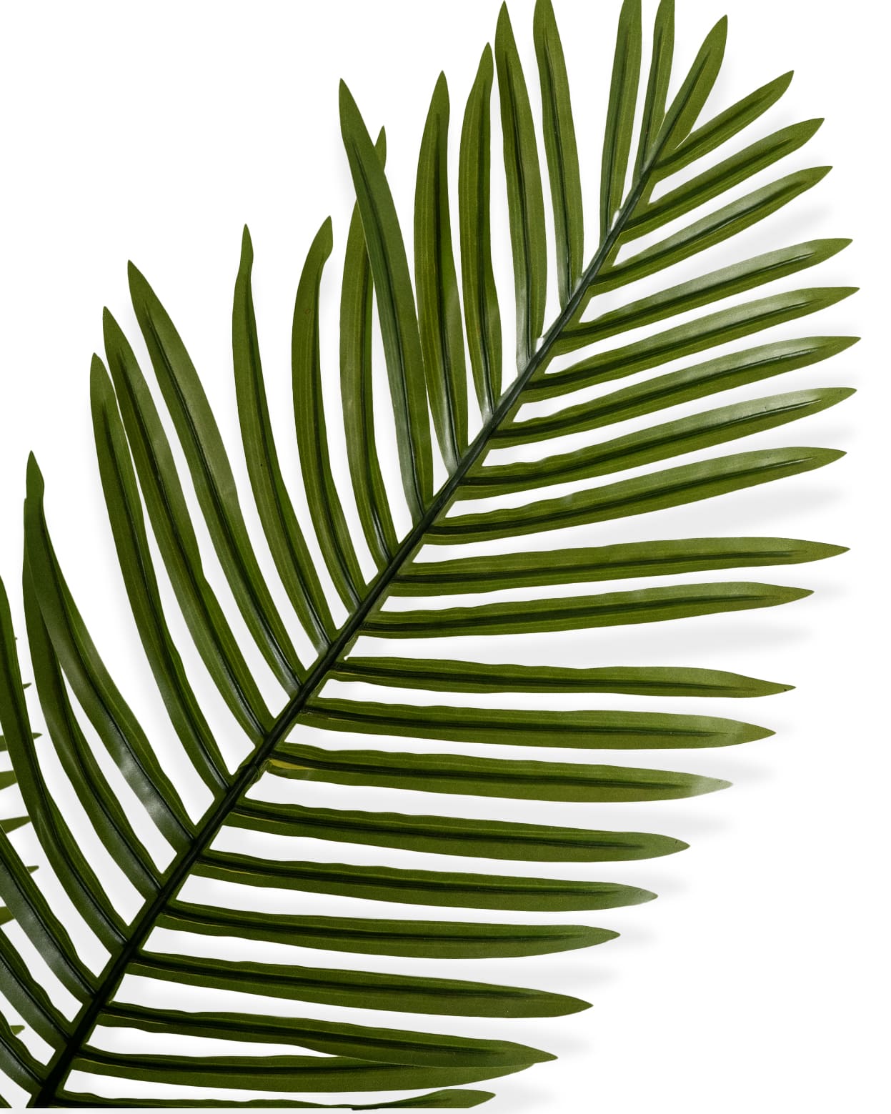 Palmier Élégance Zen 🌿✨