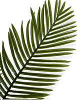 Palmier Élégance Zen 🌿✨