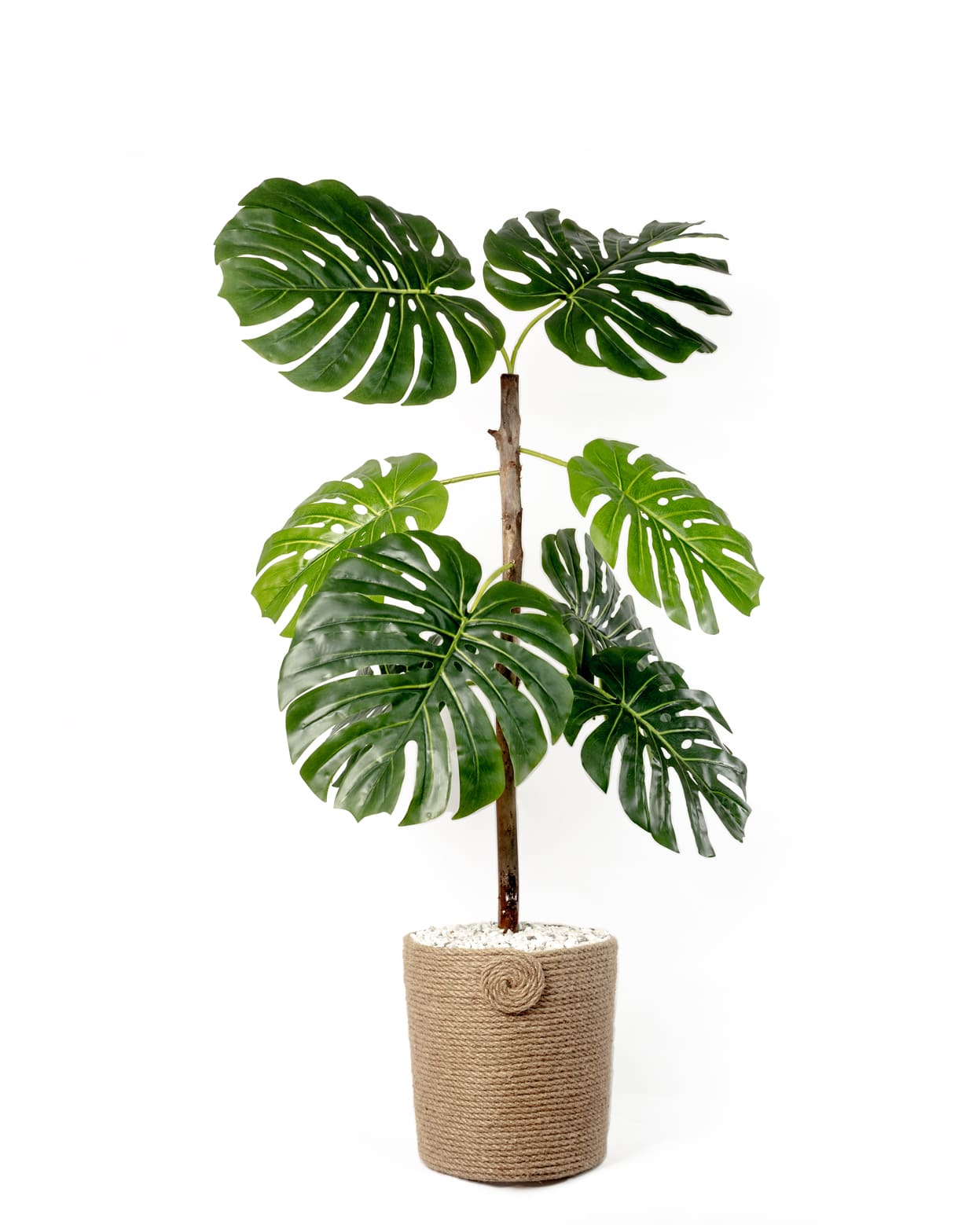 Monstera Royale