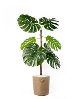 Monstera Royale