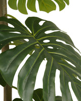 Monstera Royale