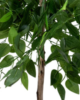 Ficus