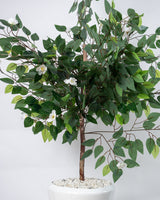 Ficus