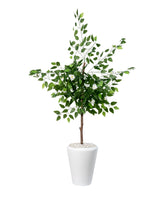 Ficus