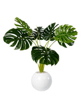 Monstera Chic