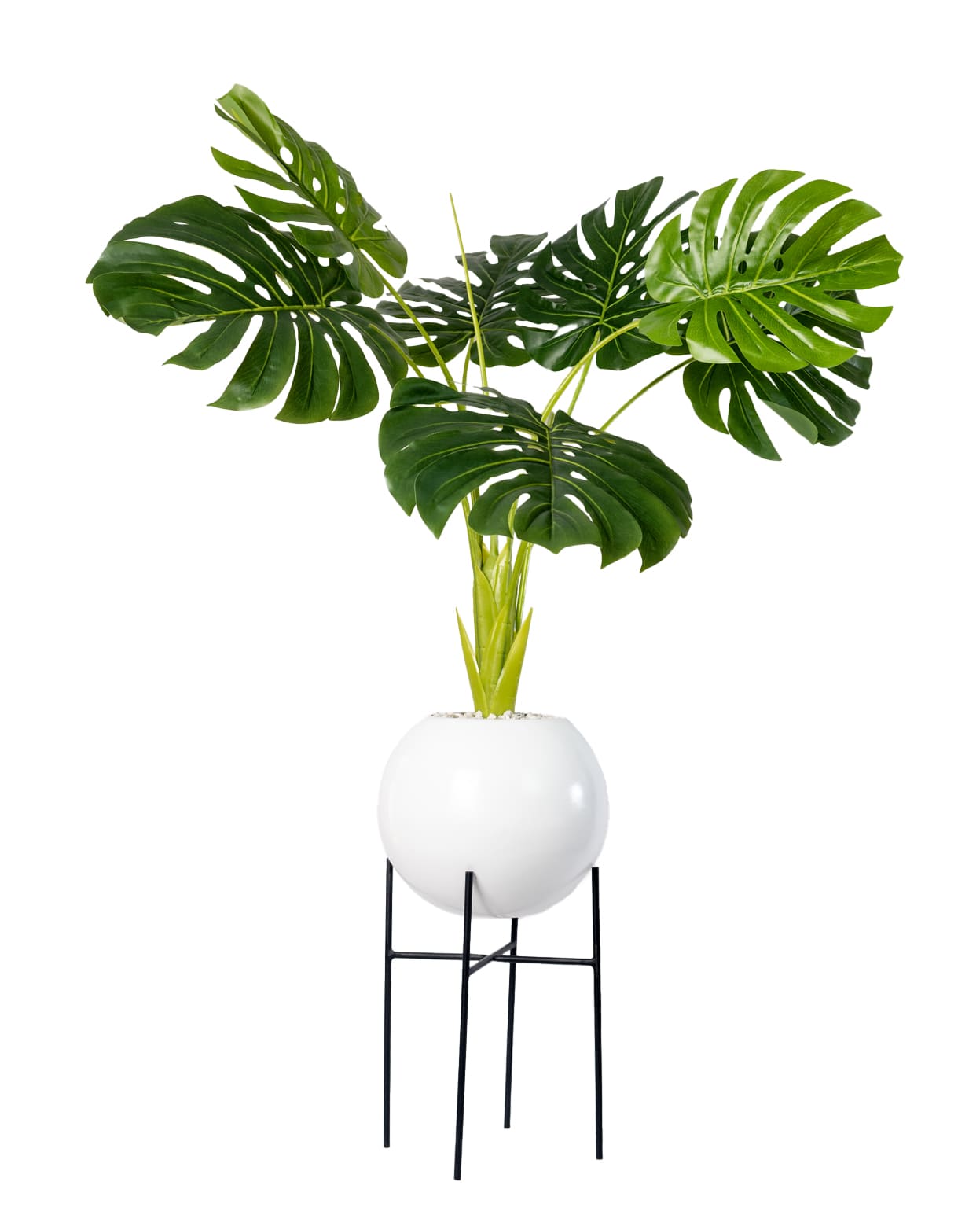 Monstera Chic