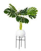 Monstera Chic