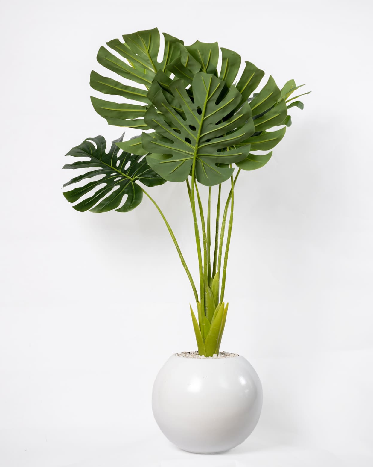Monstera Chic