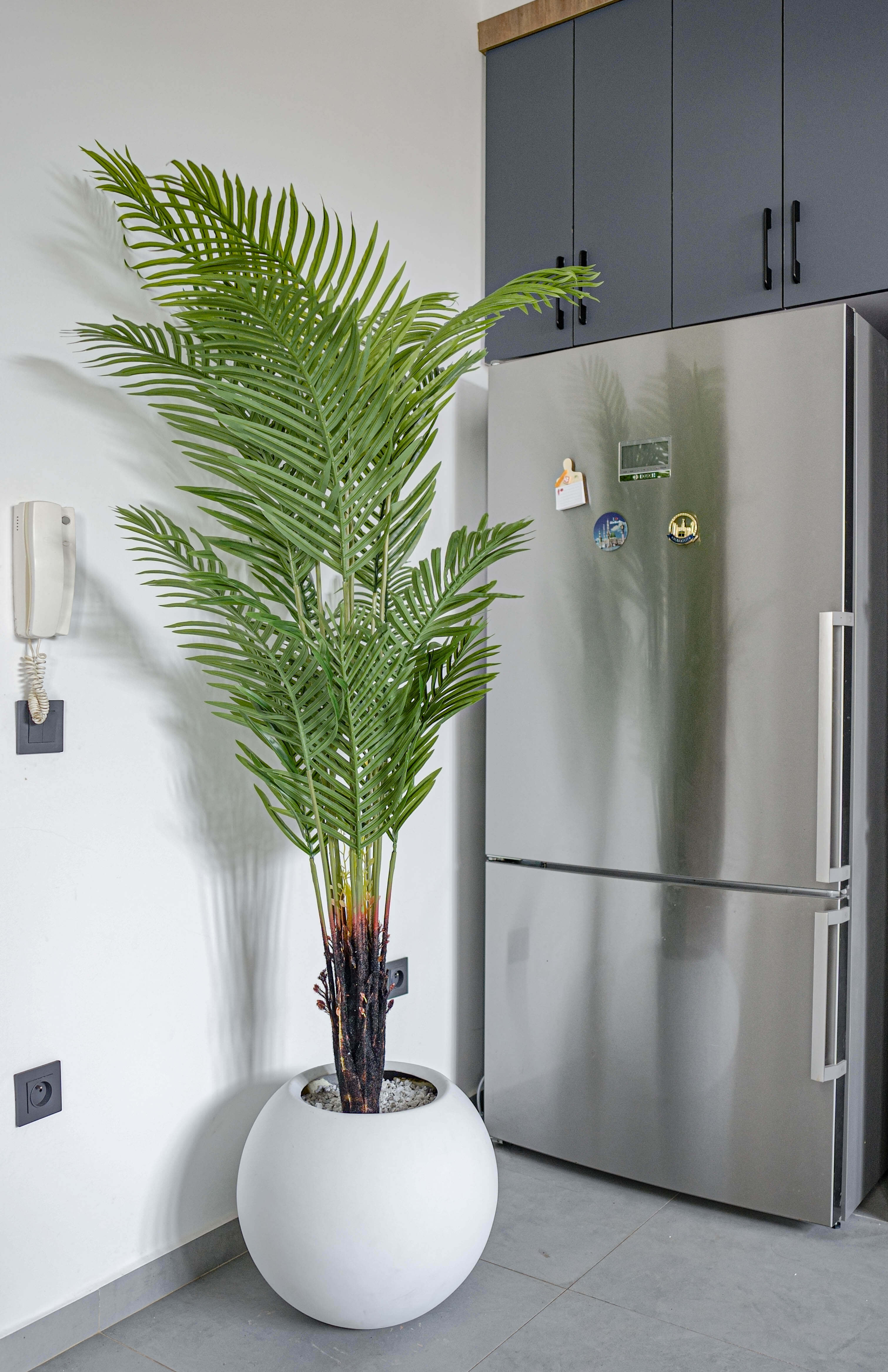 Palmier Élégance Zen 🌿✨