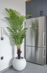 Palmier Élégance Zen 🌿✨